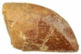 Bargain, Carcharodontosaurus Tooth - Real Dinosaur Tooth #250551-1